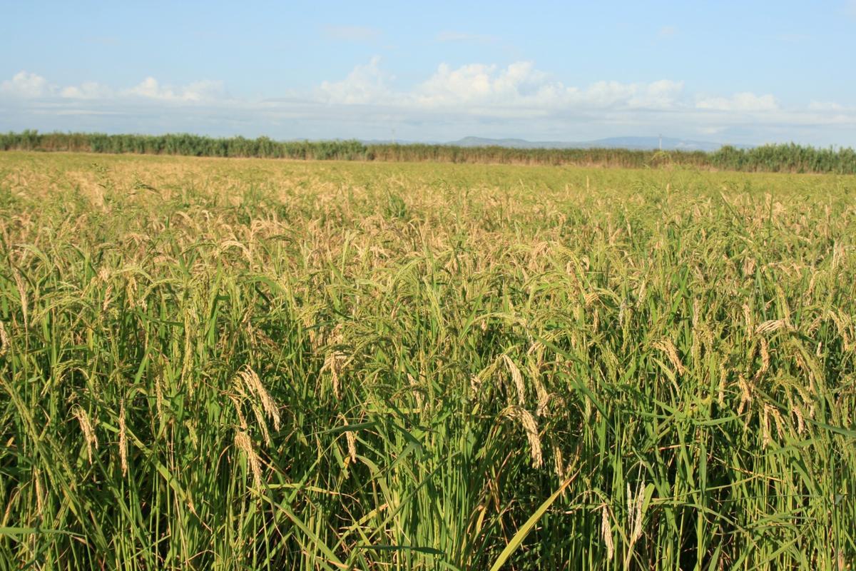 Imagen de un campo de arroz de la Ribera Baixa.
