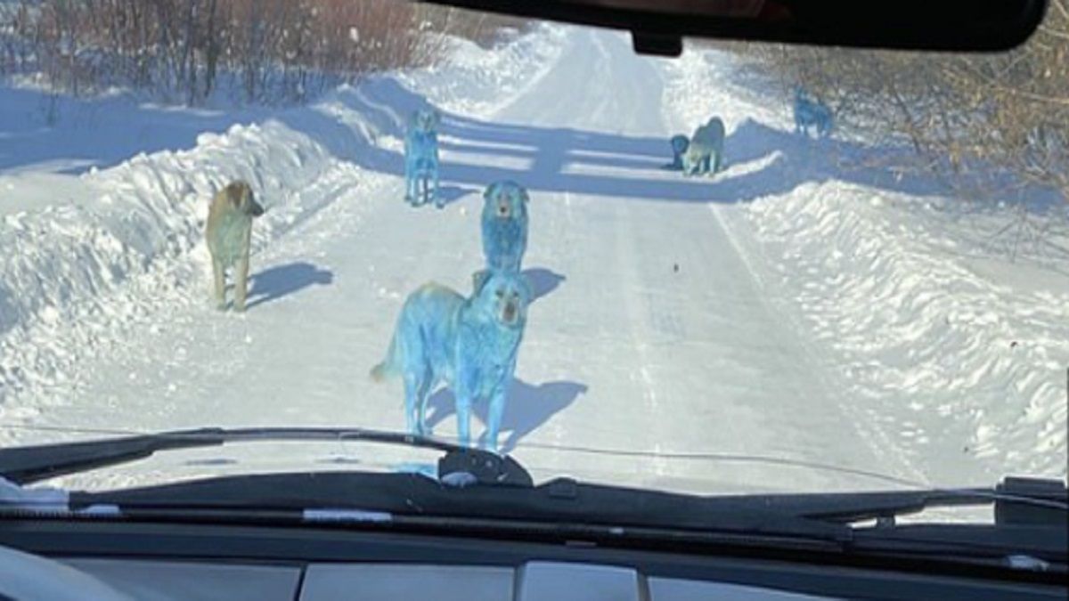 Aparecen perros azules cerca de una fábrica abandonada rusa