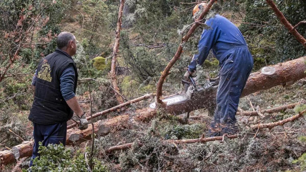 Dos trabajadores durante un tala forestal.