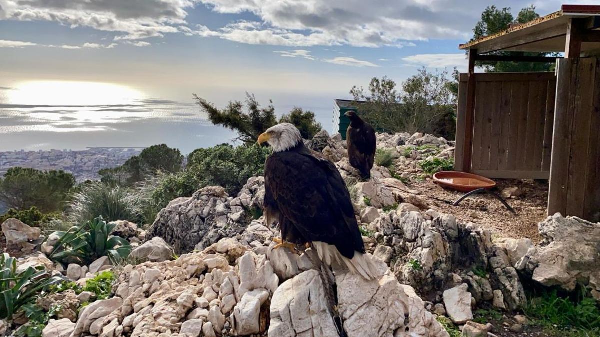 Valle de las Águilas, el paraíso de Málaga a 800 metros de altura donde ver el vuelo de halcones, águilas y buitres con las mejores vistas del Mediterráneo