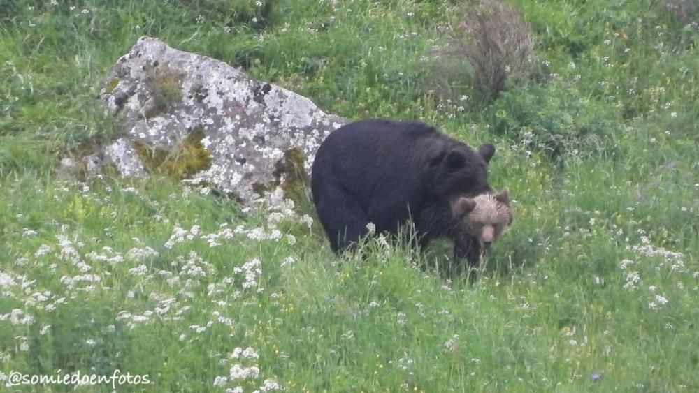 Avistamiento de osos en celo en Pola de Somiedo