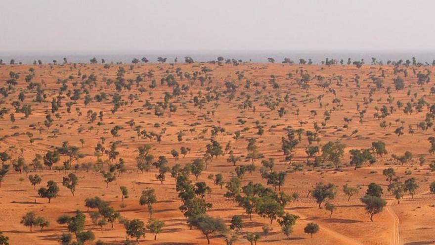 El Sahara contiene más árboles de lo que se creía
