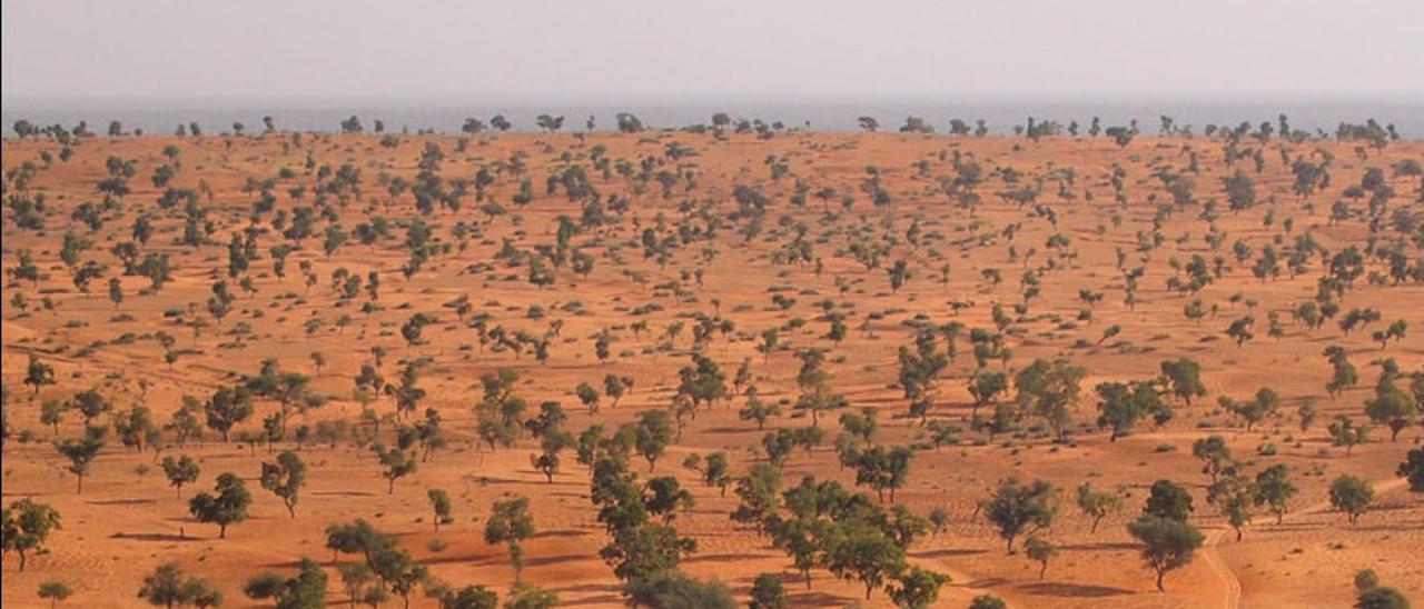 El Sahara contiene más árboles de lo que se creía