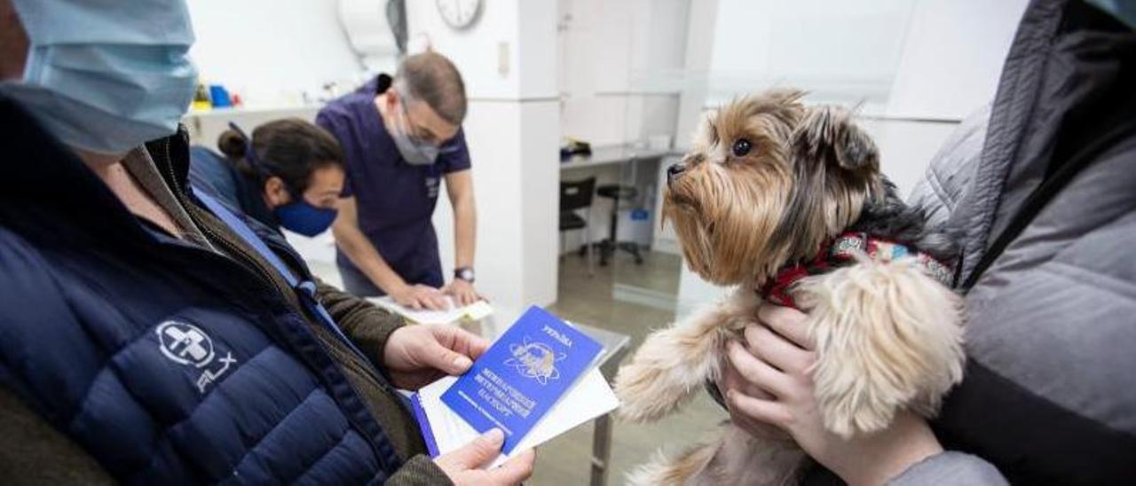 Un Yorkshire Terrier de Ucrania, durante su revisión en una clínica veterinaria. | COLEGIO DE VETERINARIOS(COVIB)