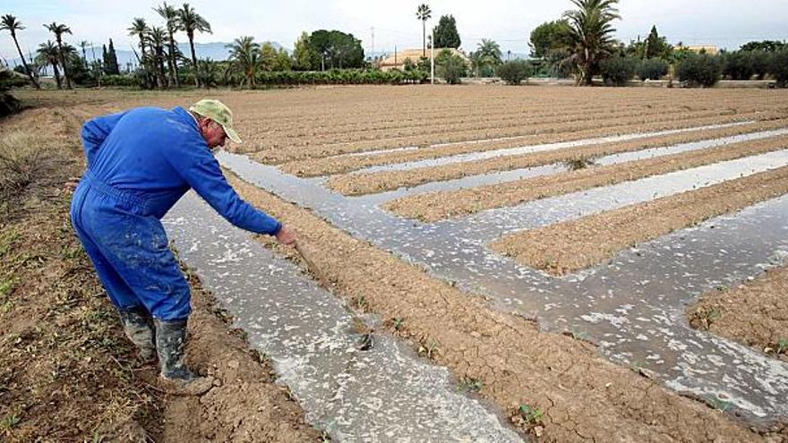 Un agricultor de Elche en sus cultivos tras regarlos previamente, en una imagen de archivo.