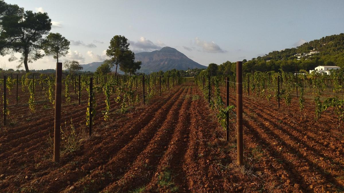 Los viñedos de esta finca agrícola de la partida Lluca de Xàbia