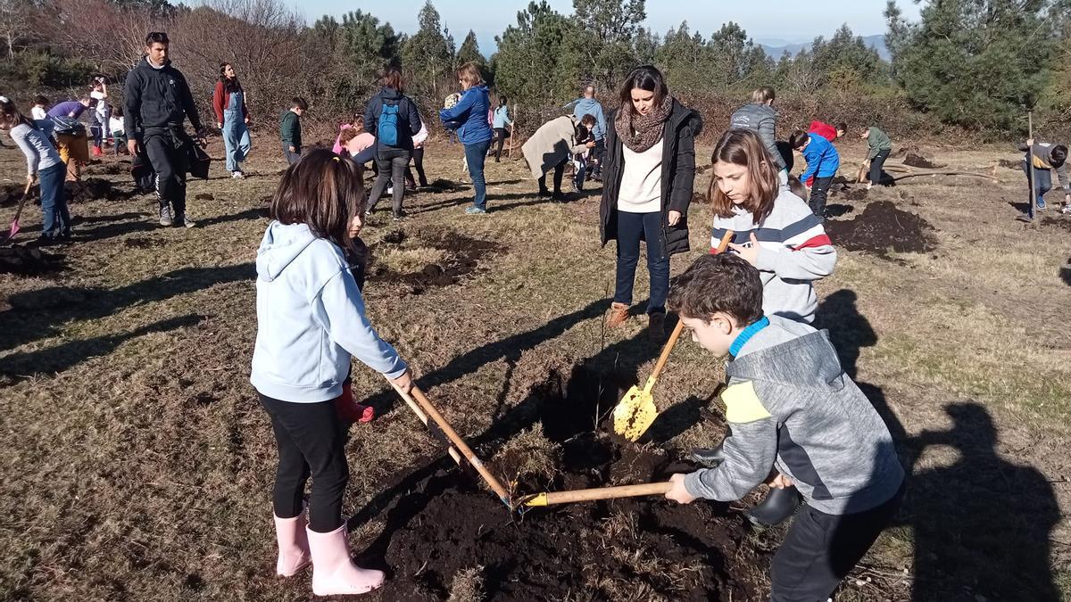 Un grupo de escolares realizando una plantación de árboles en un monte de la comunidad de Baroña, en Porto do Son