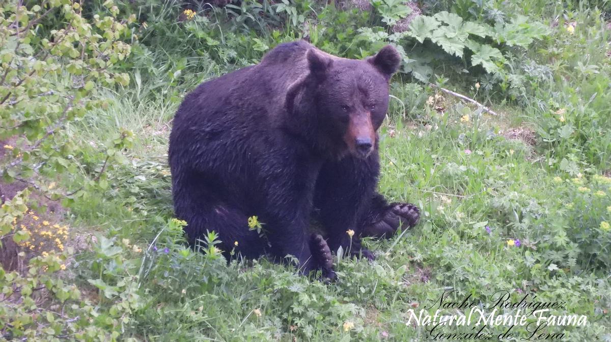 Imagen de un osos captada por Nacho Rodríguez