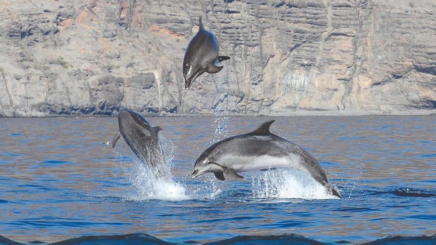 El Cabildo de Tenerife inicia los trámites para declarar las reservas marinas de Teno y Anaga