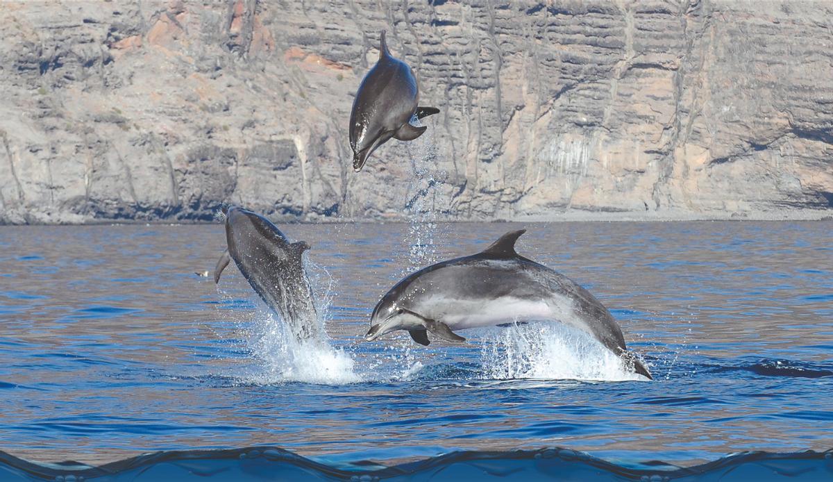 Tres delfines saltan sobre el mar en aguas de la futura Reserva Marina de Teno.