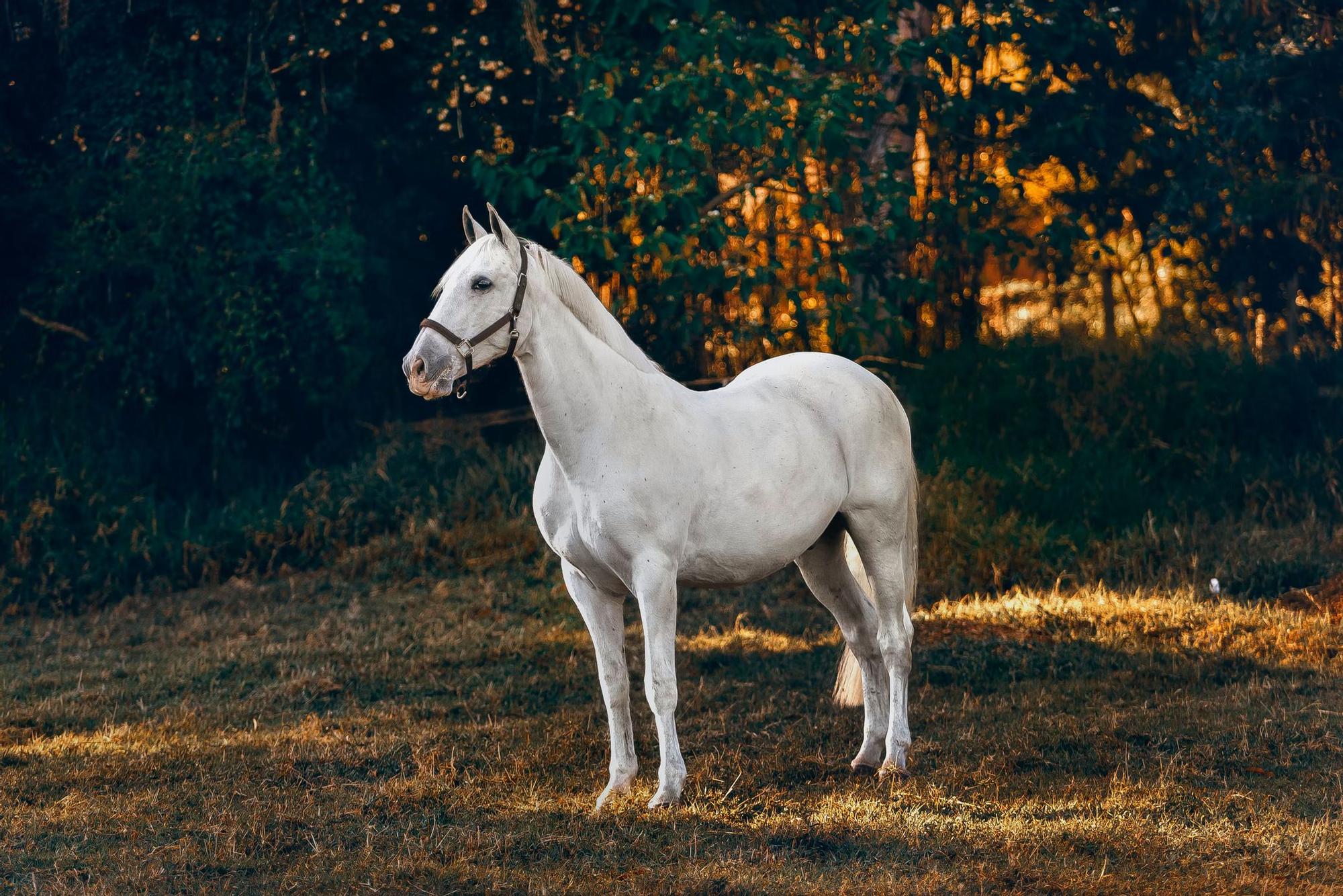 Un caballo es el coprotagonista de 'Antes del salto', la novela de Marta San Miguel