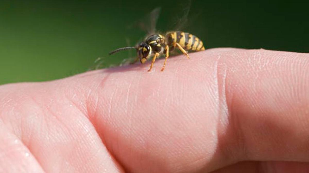 La planta que debemos rociar para decir adiós a las avispas en casa