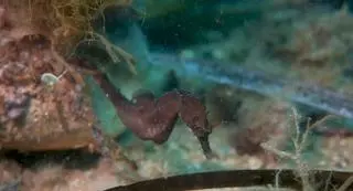 Tortuga, erizos y caballitos de mar: gran jornada de biodiversidad marina en Xàbia (vídeo)