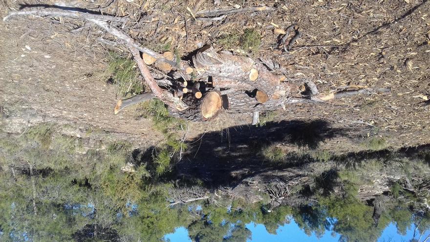 El Ayuntamiento de Alcañiz abre un mes de plazo para recoger leña procedente de la limpieza del monte La Mangranera