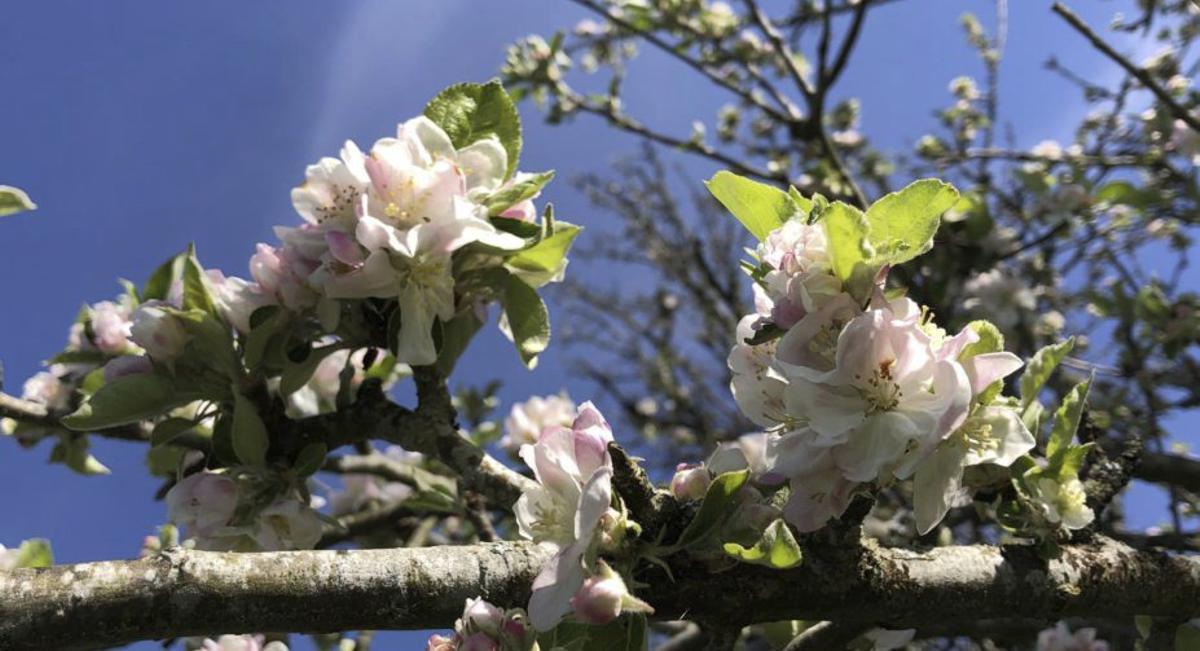 Manzanos en flor. | TURISMO A ESTRADA