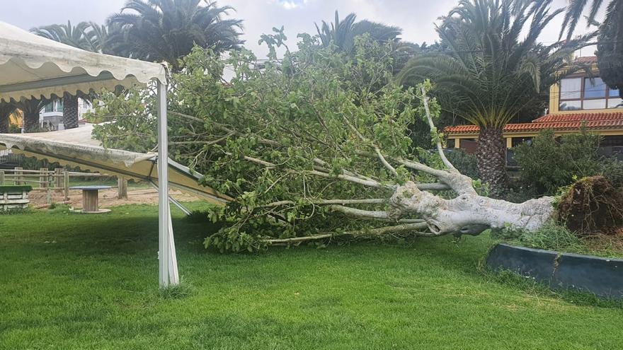 El viento arranca una higuera en el centro de hípica del Real Club de Golf de Bandama y parte una palmera en Ingenio (14/05/2021)