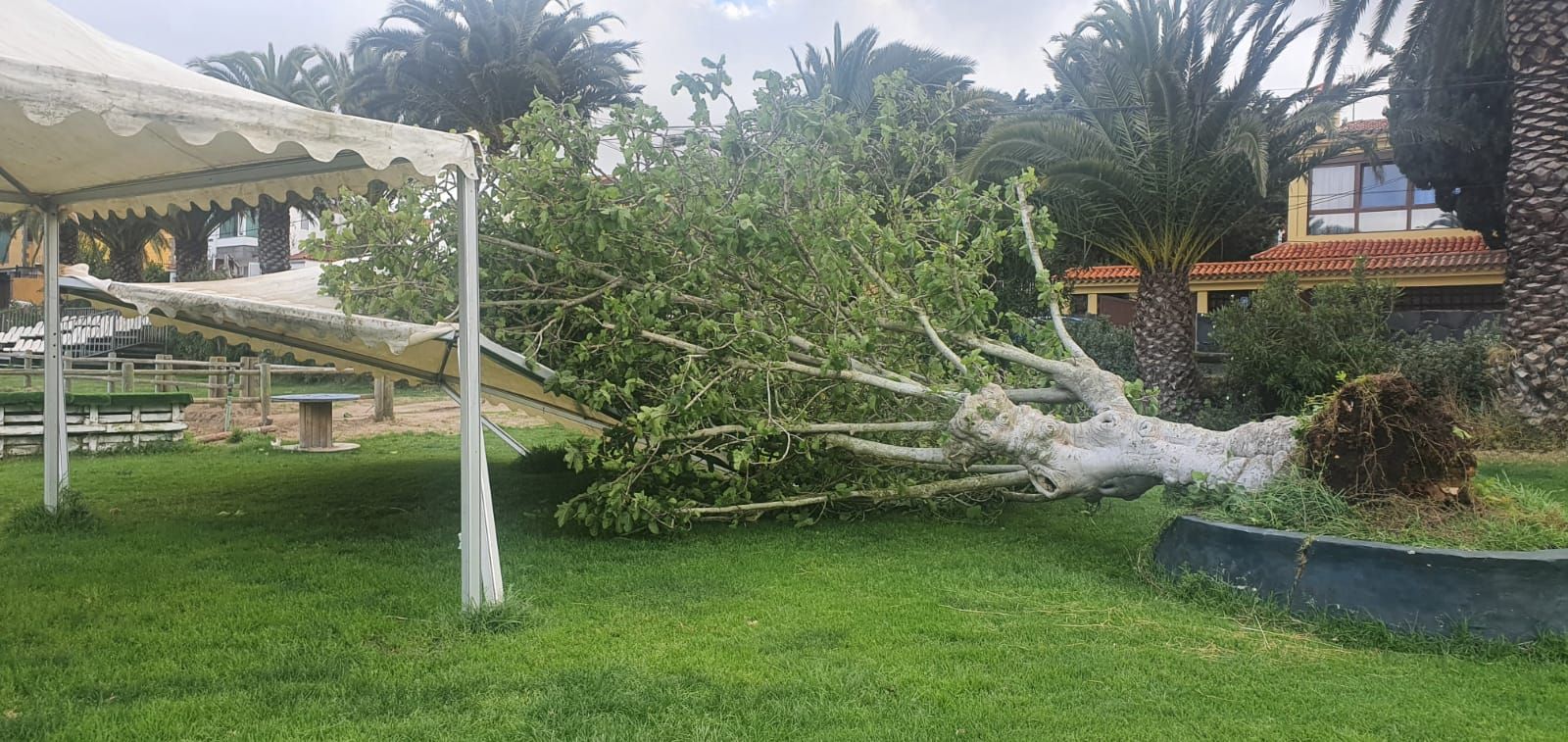 El viento arranca una higuera en el Real Club de Hípica de Bandama y parte una palmera en Ingenio (14/05/2021)