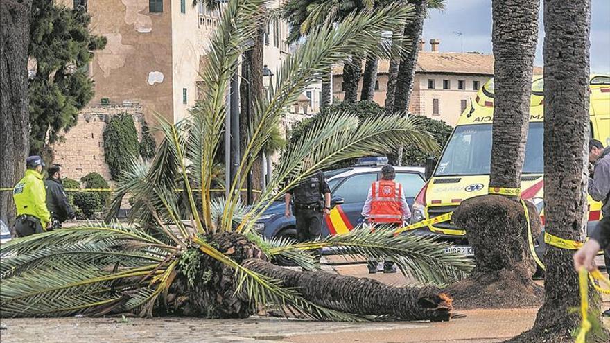 Fallece una mujer en Palma al caerle una palmera derribada por el viento