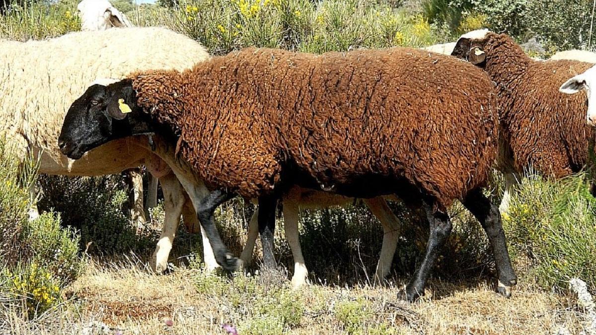 Oveja negra castellana en su rebaño