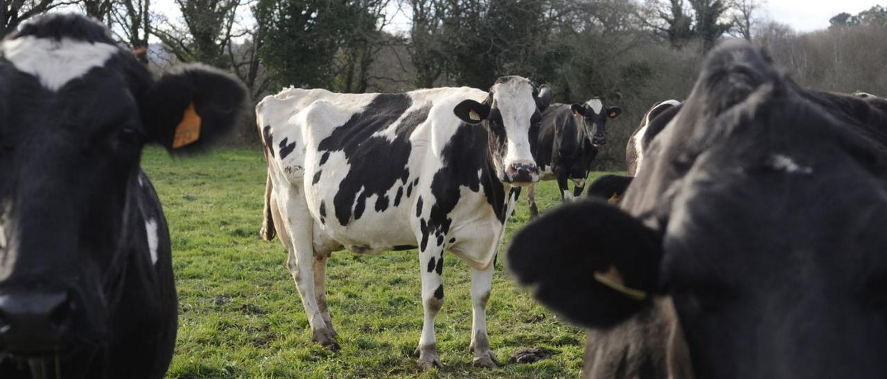 Explotación de vacuno de leche en Silleda. |   // BERNABÉ /JAVIER LALÍN