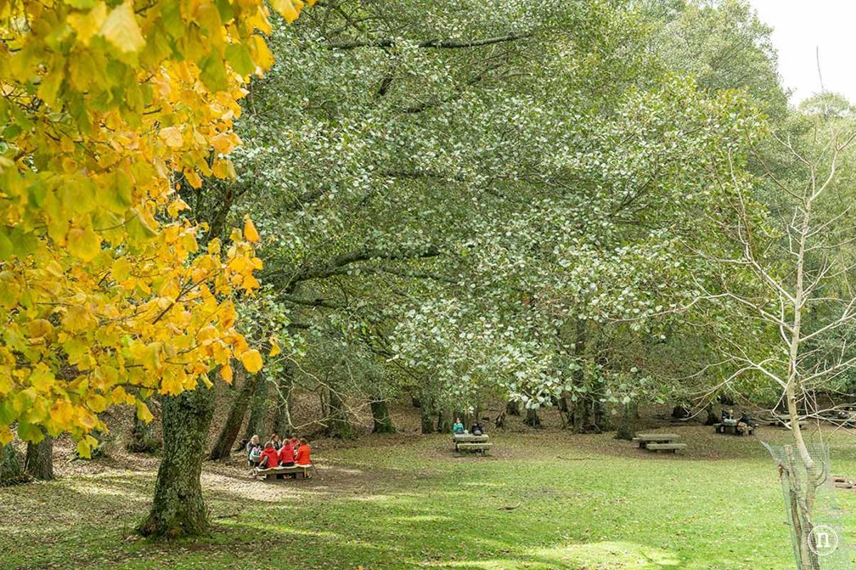 El Castañar de El Tiemblo es especialmente famoso en otoño, cuando las hojas tiñen el bosque de tonos ocres y dorados