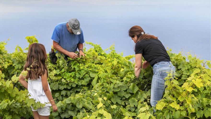 Vinos canarios en la élite mundial