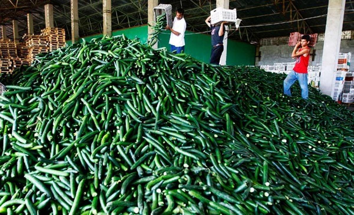 Trabajadores rumanos destruyen 1.500 toneladas de pepinos, ante la imposibilidad de comercializarlos a corto plazo.