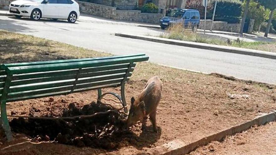 Requisen un senglar que s&#039;usava de mascota a Moià