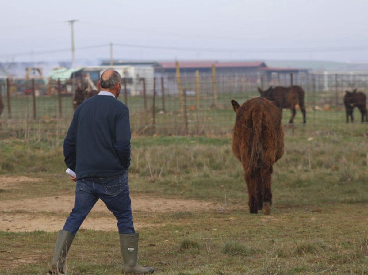 Burro pastor, ahuyentador