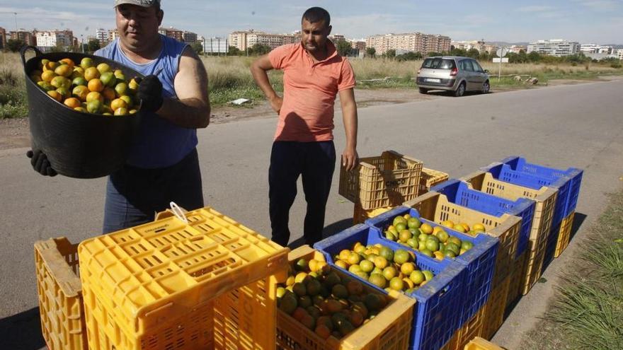 AVA-Asaja exige a la Comisión Europea una solución a la llegada de naranja de Sudáfrica