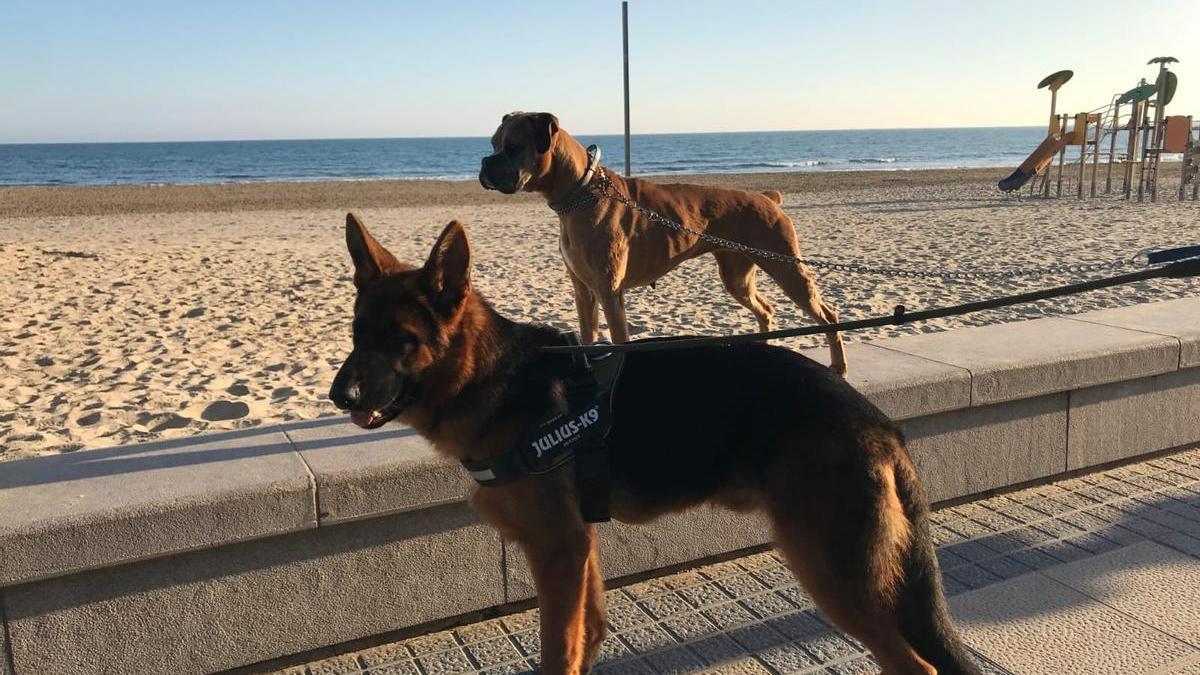 Foto genérica de archivo de unos perros en la playa.