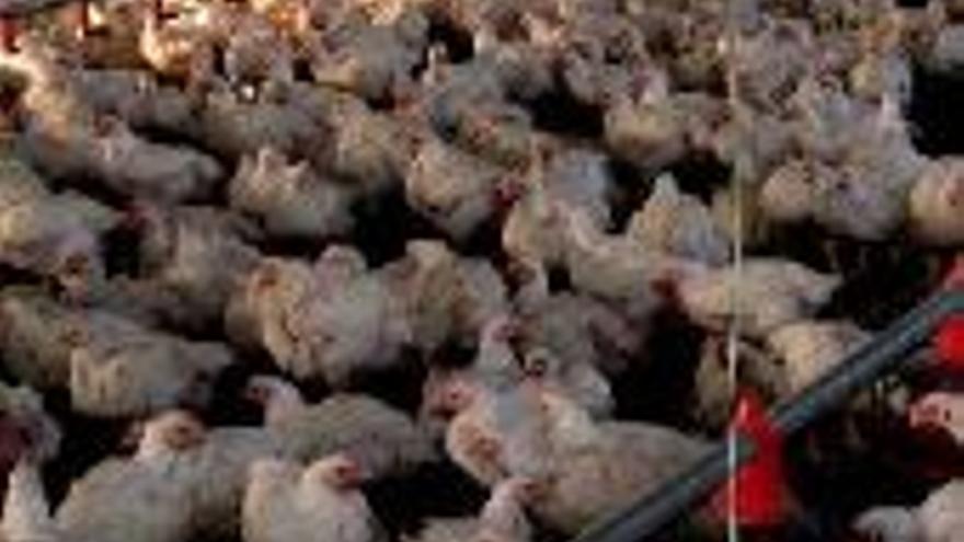 Cedillo abrirá una granja que prevé el engorde de 1.000 pollos al año