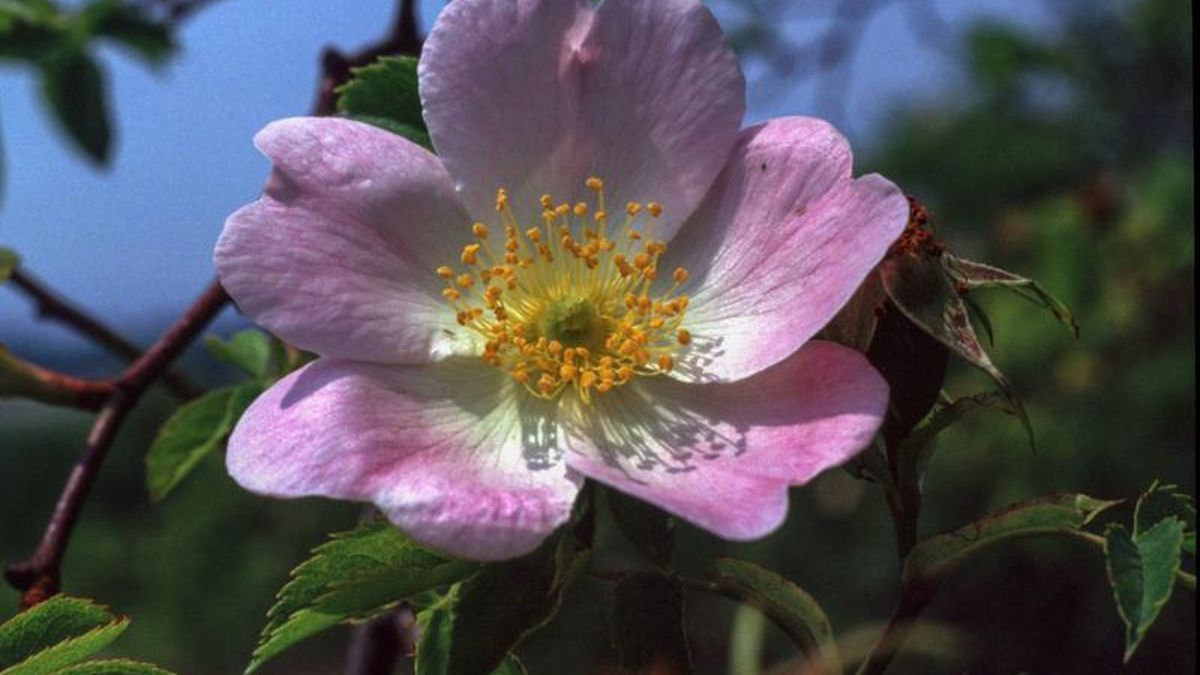 El escaramujo es el fruto del rosal silvestre, también conocido como rosa canina.