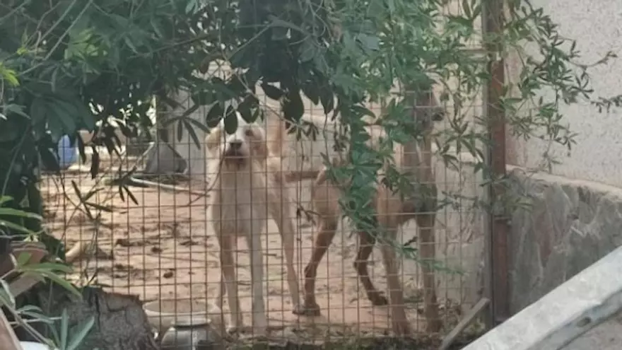 Denuncien un veí d'Abrera per tenir dos gossos en situació d'abandonament