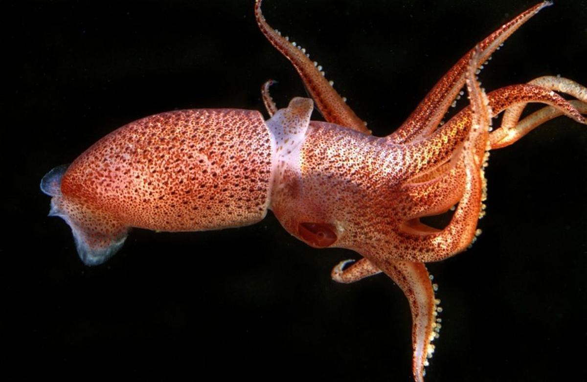 Imagen del calamar