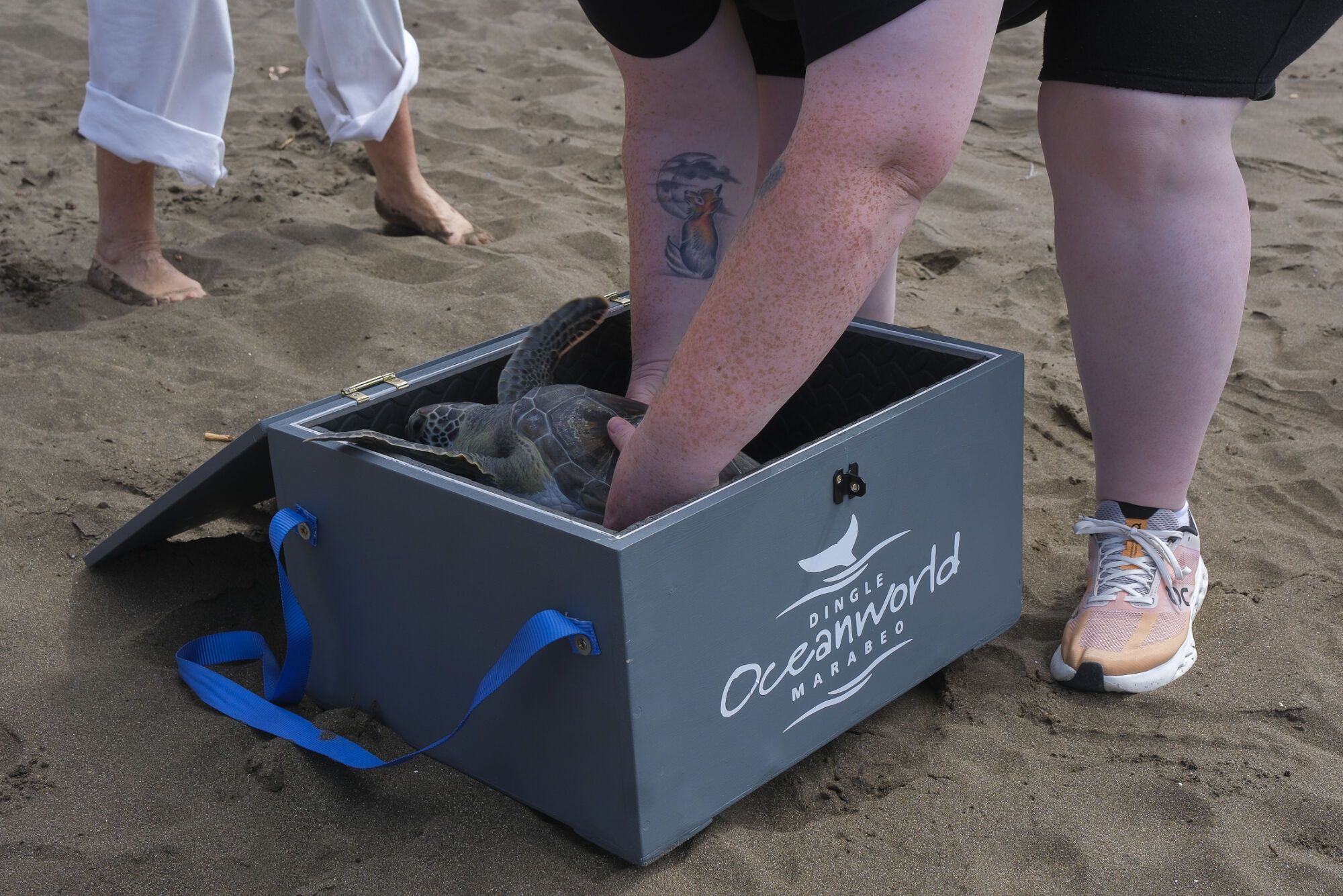 Liberan una tortuga en Telde