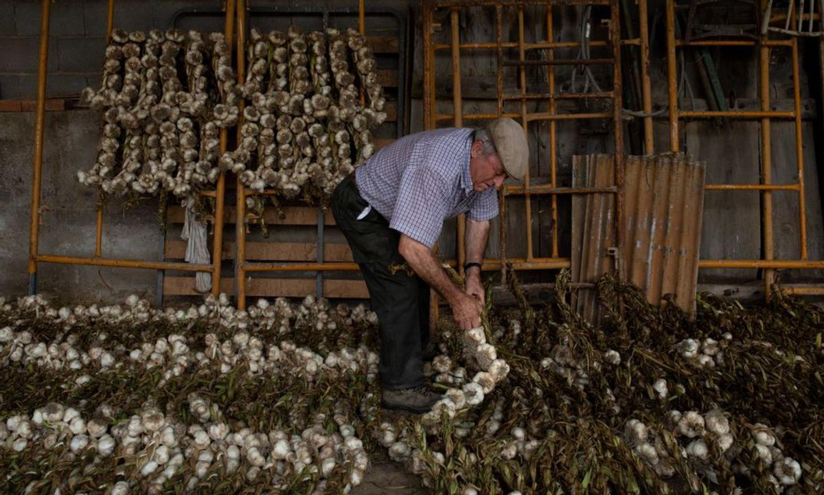 A la izquierda Ana Nieto en plena tarea y debajo su marido, Raúl Hilario con una ristra ya terminada. A la derecha uno de los jóvenes de la familia Santarén echa una mano en la preparación de las ristras y debajo, detalle de la cosecha de este año.| |  ANA BURRIEZA