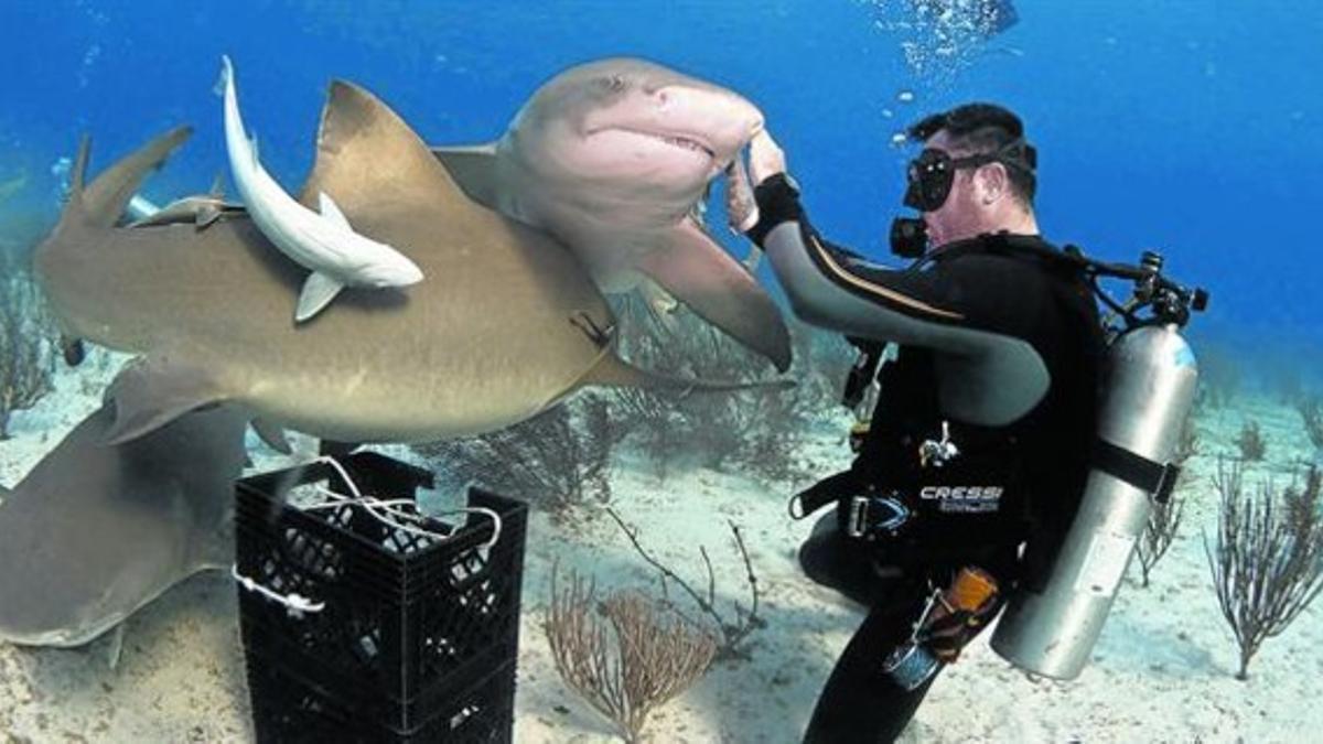 EN BAHAMAS. El autor de este artículo acaricia a un tiburón en el morro en una inmersión en aguas del Caribe.