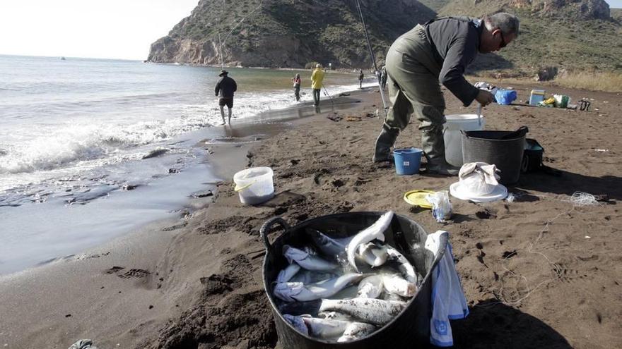 Sabotean jaulas con miles de lubinas en El Gorguel