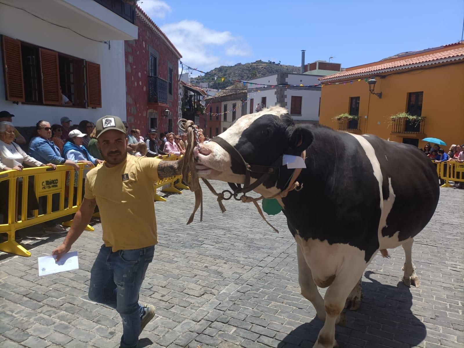 Santa Brígida celebra San Antonio