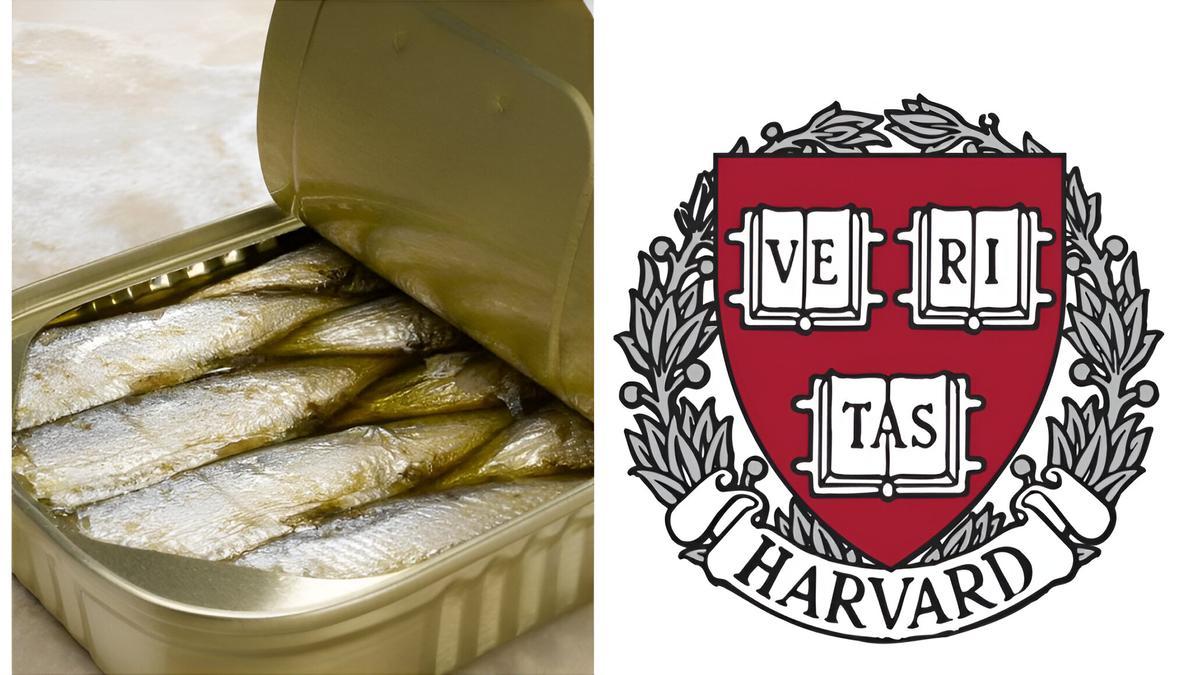 SARDINAS EN LATA CONSERVADAS EN ACEITE DE OLIVA (I). LOGO UNIVERSIDAD HARVARD