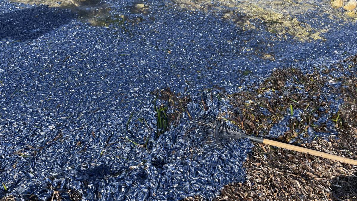 "Lágrimas del mar": así son las medusas velero que han llegado a Alicante