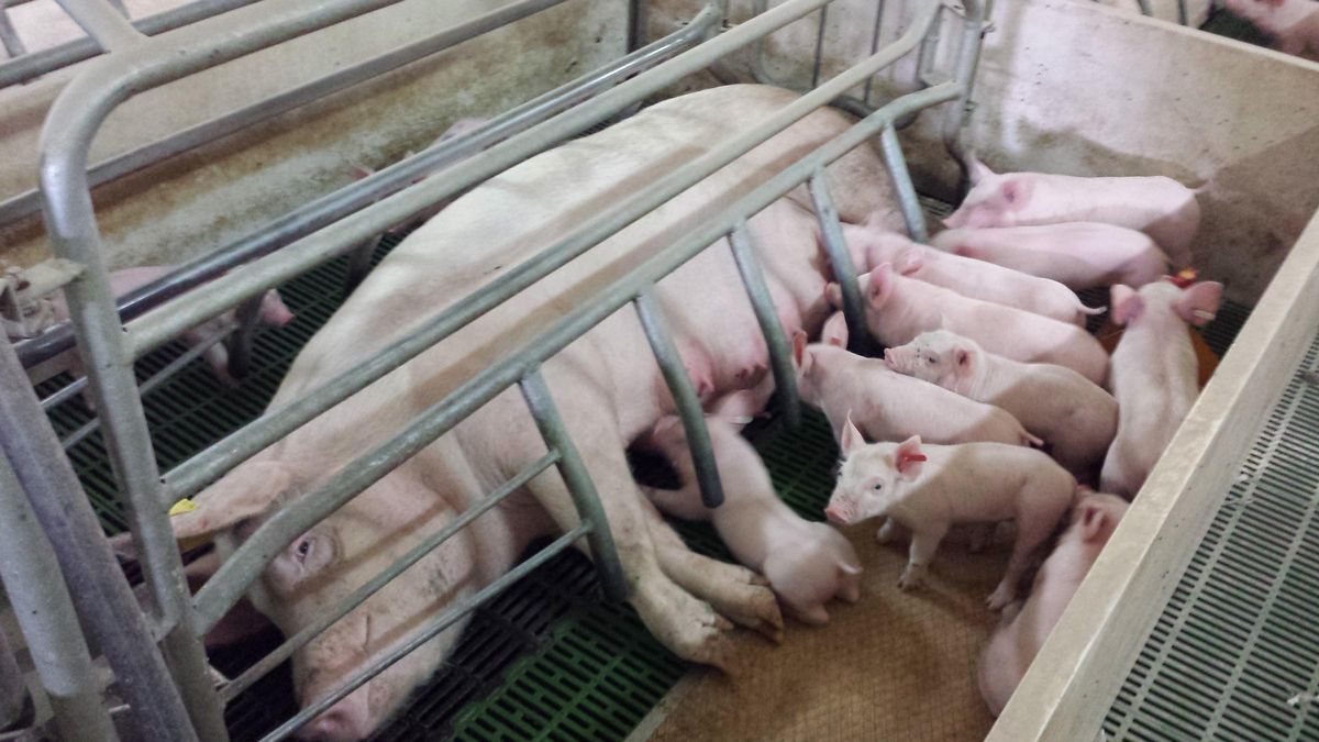 La normativa vigente regula el bienestar animal en el sector porcino.
