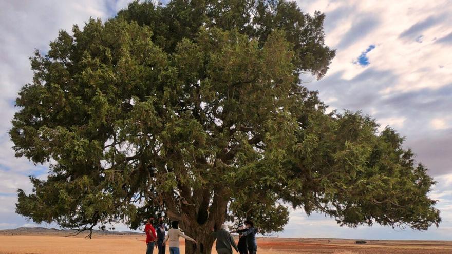 Ecologistas en Acción lanza una web para recopilar los árboles “con alma” de la provincia de Zamora