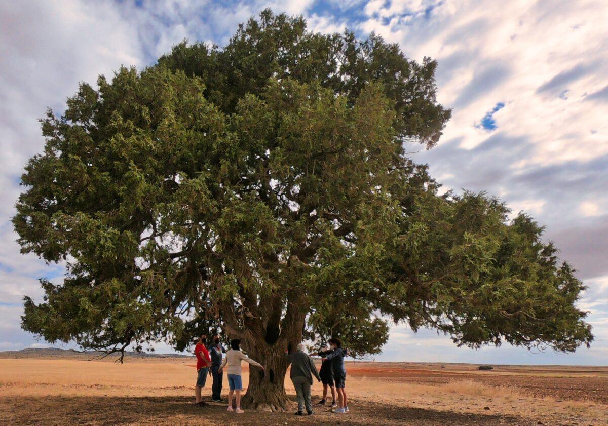 Un roble gallego de 250 años, declarado Árbol de España 2022