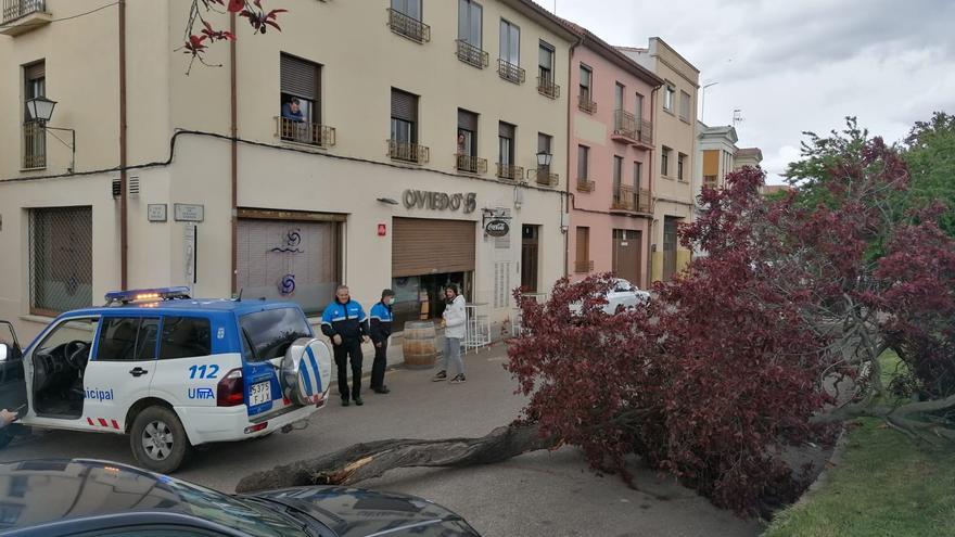 El viento derriba un árbol en la avenida del Mengue