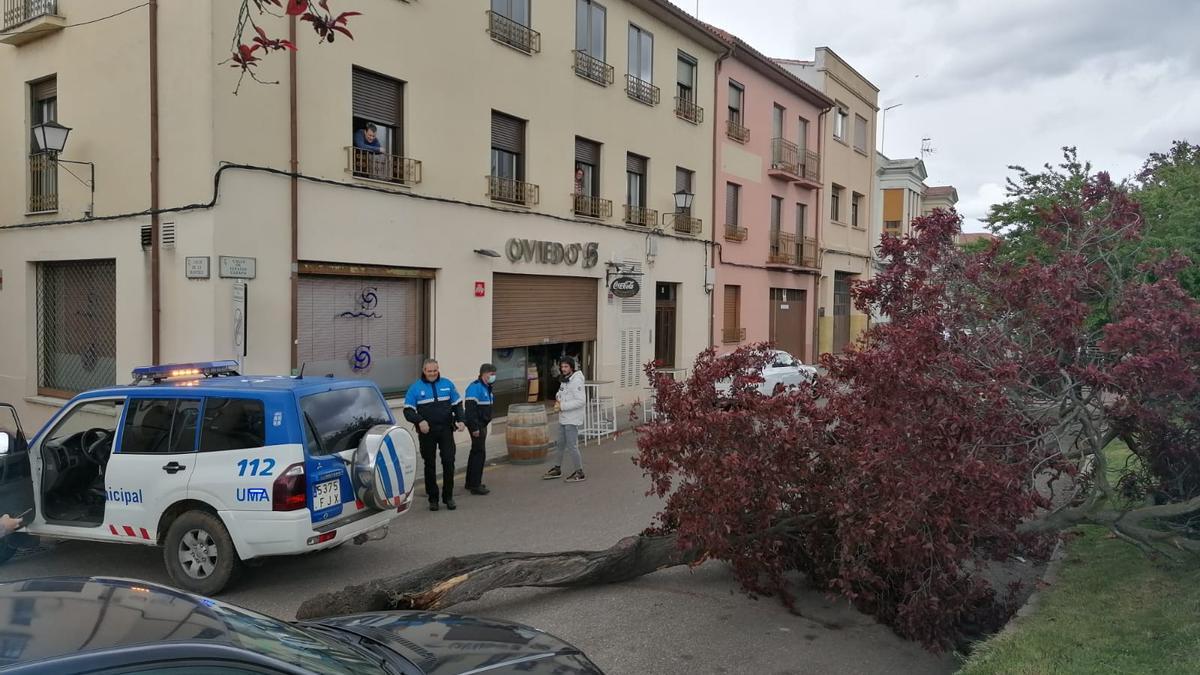 Los agentes de la Policía Municipal en la calle de Ignacio Gazapo junto al árbol