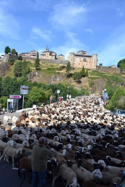 Las ovejas "toman" Puebla de Sanabria