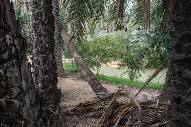 Palmeras caídas en el Palmeral