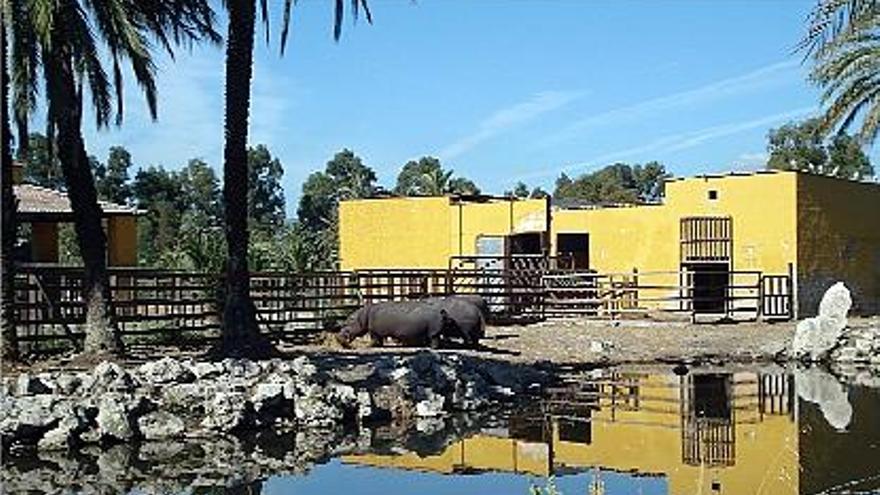 Los tres hipopótamos del Safari Park desayunaban.  Levante-EMV